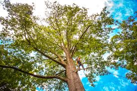 Best Emergency Tree Removal  in Manassas, VA