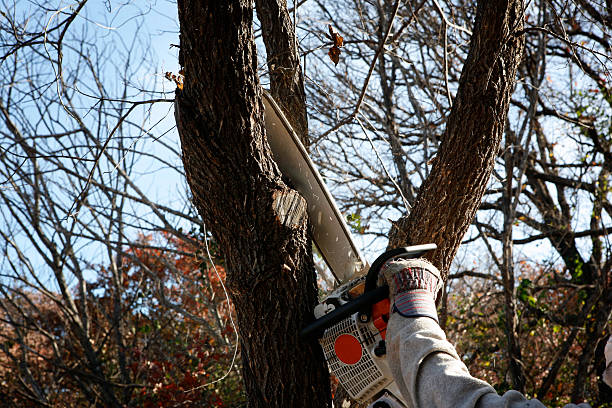 Trusted Manassas, VA Tree Services Experts